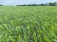 Cover crops may be viable forage options for hay production or grazing. (NDSU photo)