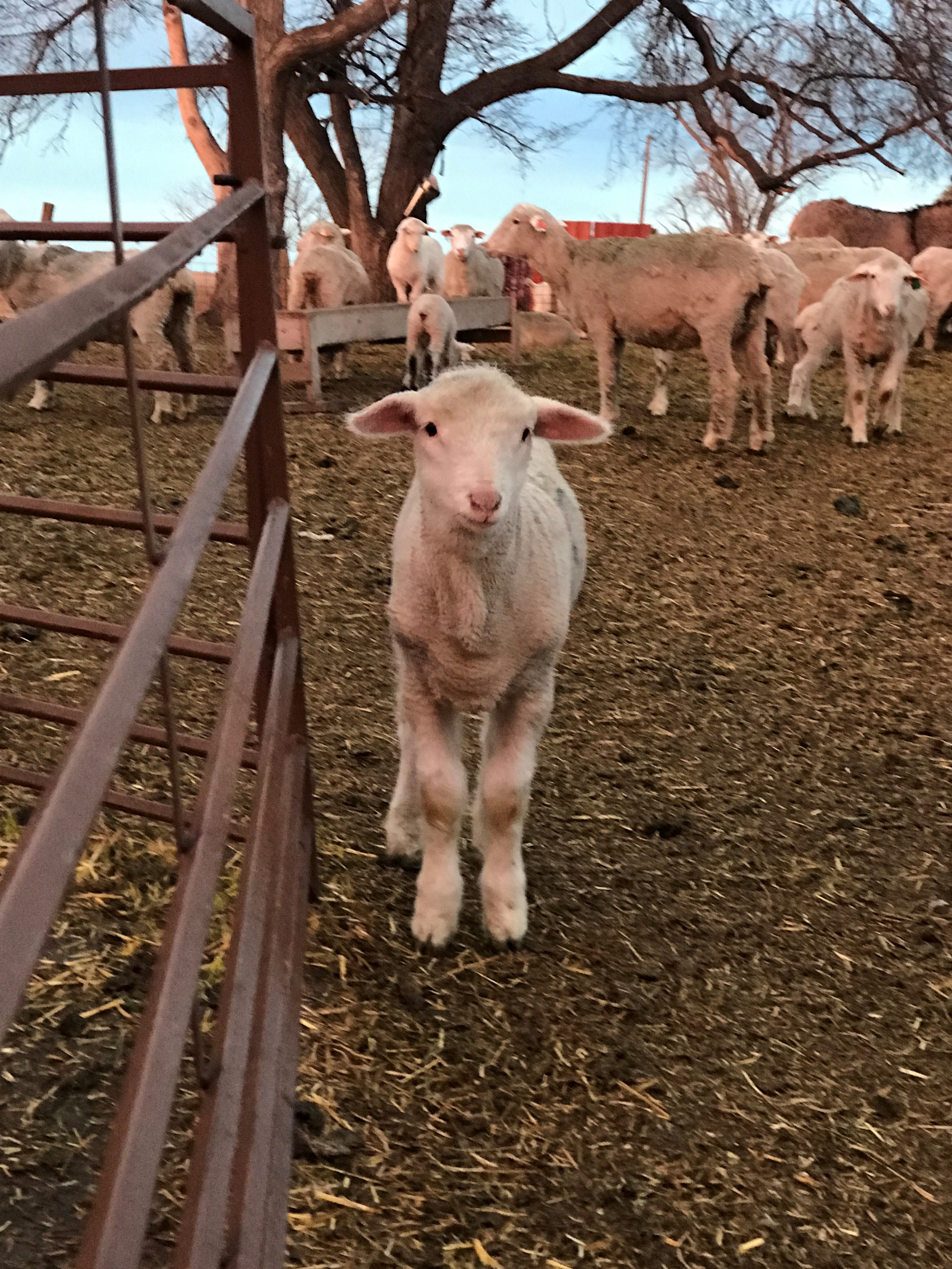 Producers need to evaluate their resources, time and risk aversion to determine if their 2020 lamb crop should stay or be sold. (NDSU photo)