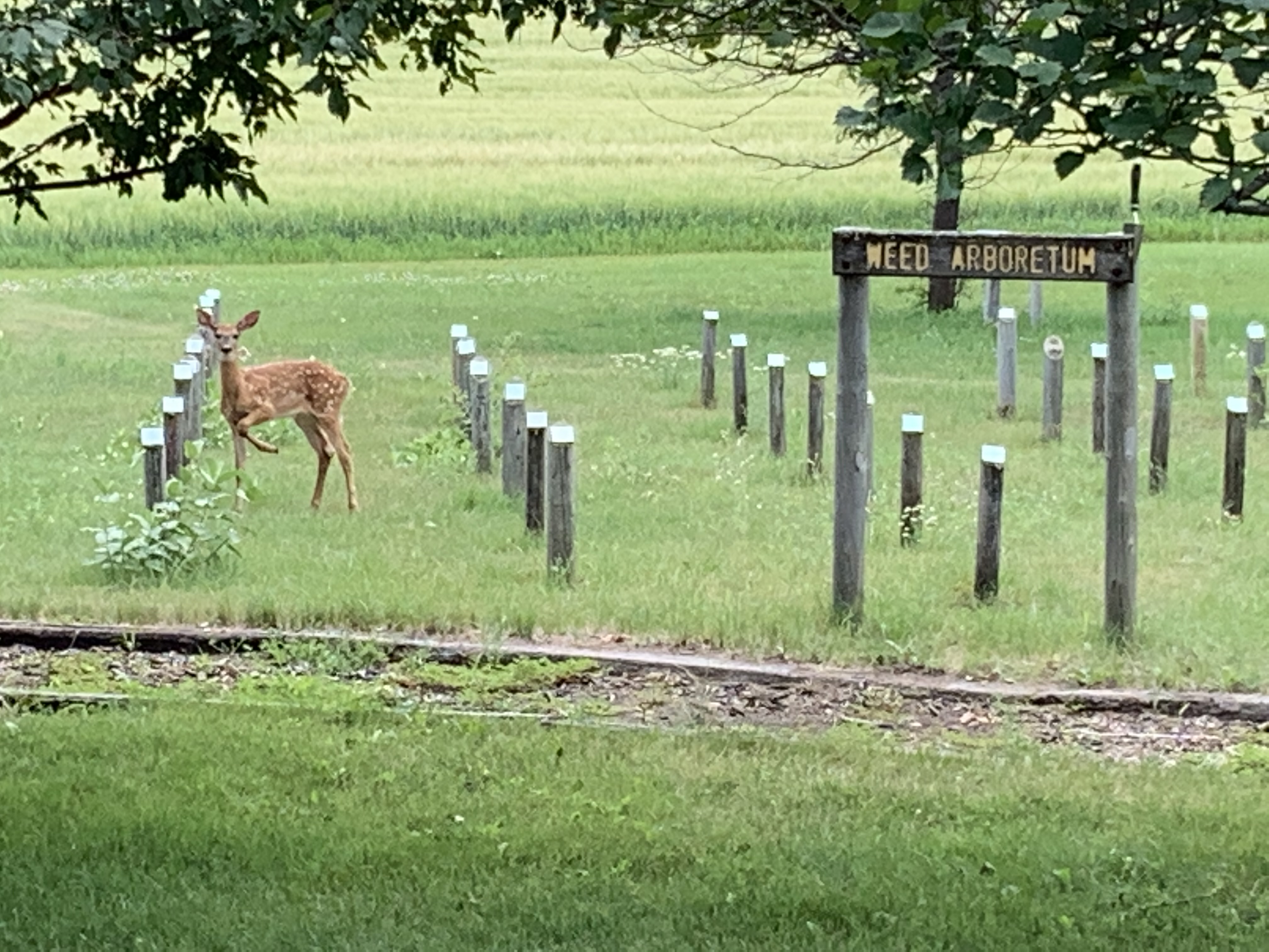 A fawn checks out the living weed display at the Carrington Research Extension Center. (NDSU photo)