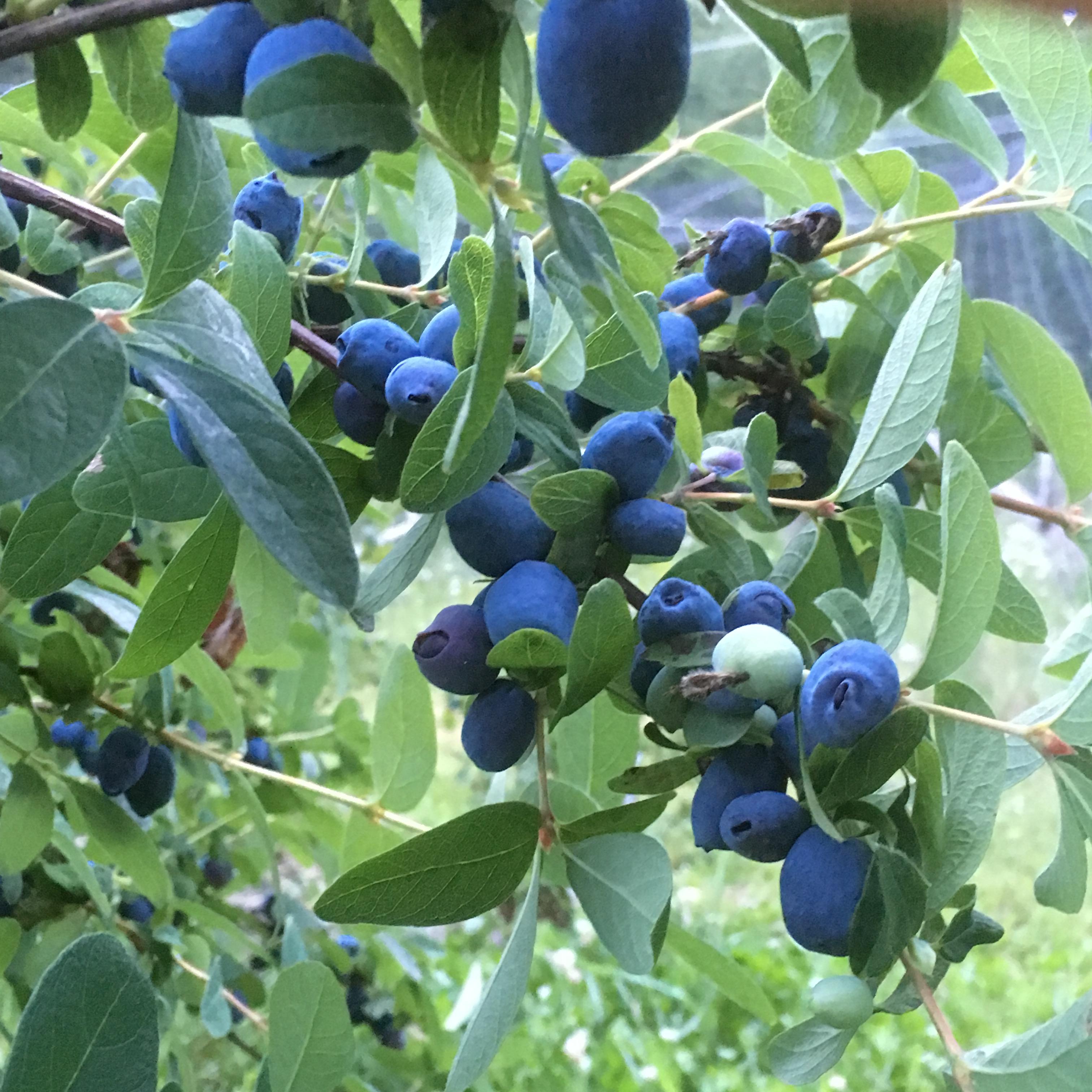 Haskaps will be one of the two crops featured during the Carrington Research Extension Center's Northern Hardy Fruit Evaluation Project field day. (NDSU photo)