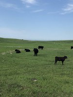 The impacts of patch-burn grazing, rotational grazing and traditional grazing on livestock performance will be one of the topics covered during the Central Grasslands Research Extension Center's field day. (NDSU photo)