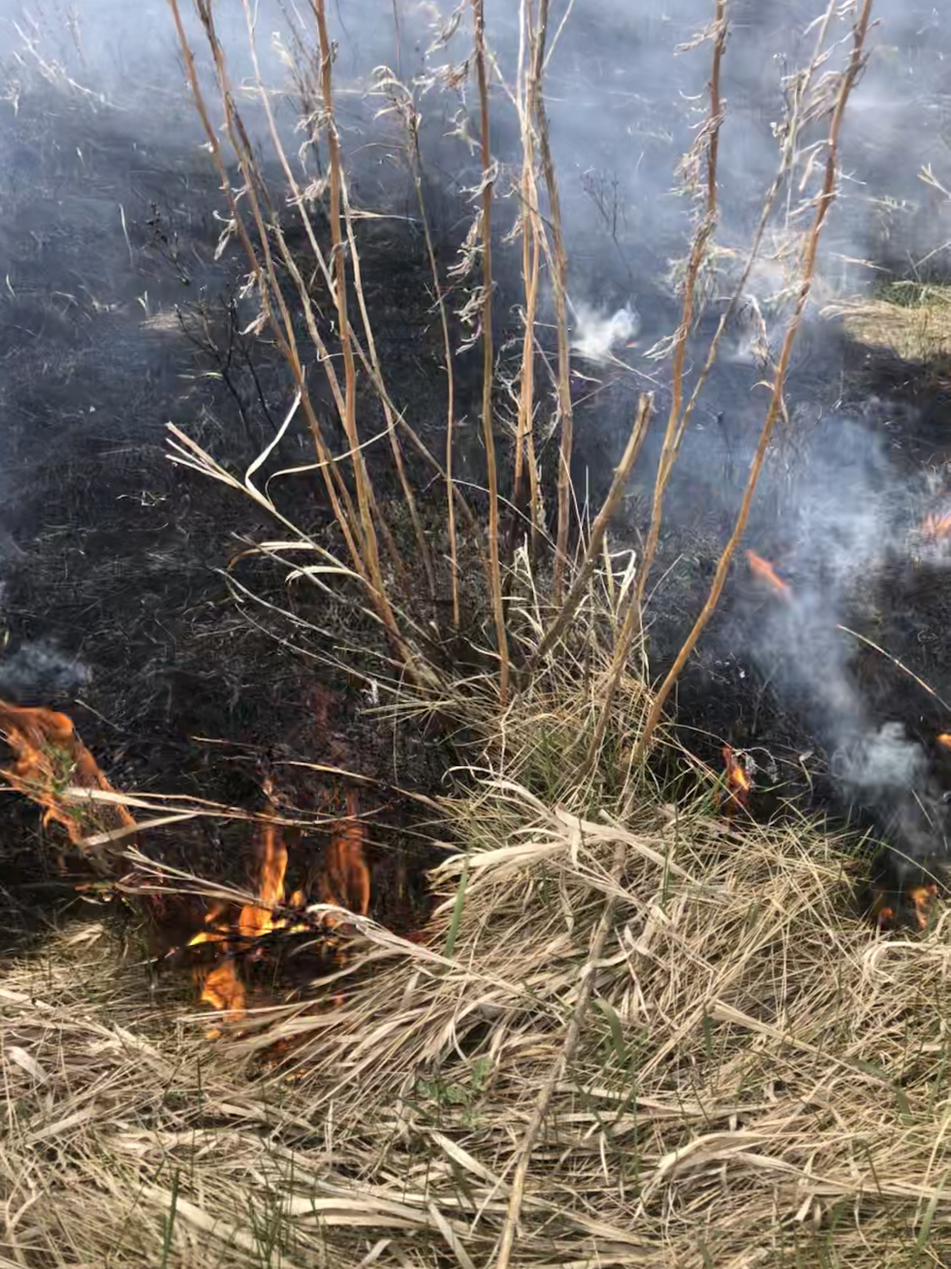 The scientists will assess how a common management practice compares with treatments that use fire and/or grazing to promote more variable habitats. (NDSU photo)