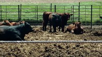 These feedlot cattle wait for a slaughter date because the coronavirus pandemic has backlogged slaughter capacity. (NDSU photo)