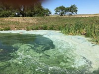 Cyanobacteria can produce toxins that are harmful to livestock, wildlife and people. (NDSU photo)