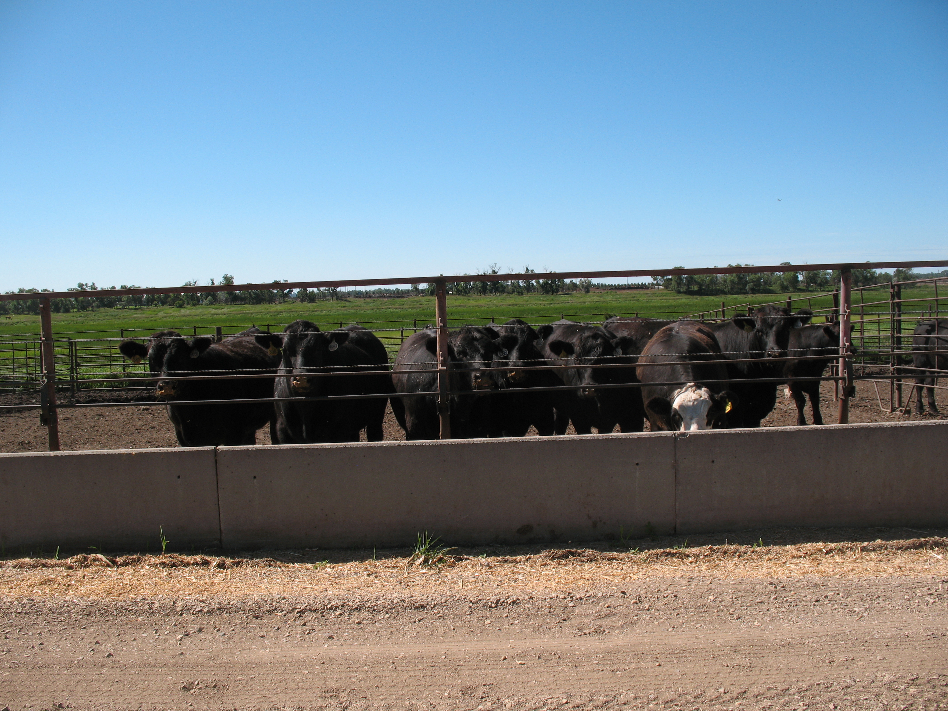 Alternative grains for feedlot cattle will be one of the topics that will be covered in the Carrington Research Extension Center's virtual beef production field day. (NDSU photo)