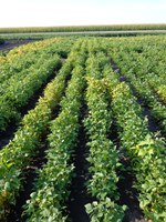 NDSU Research Extension Center field days will be held primarily virtually this summer. (NDSU photo)