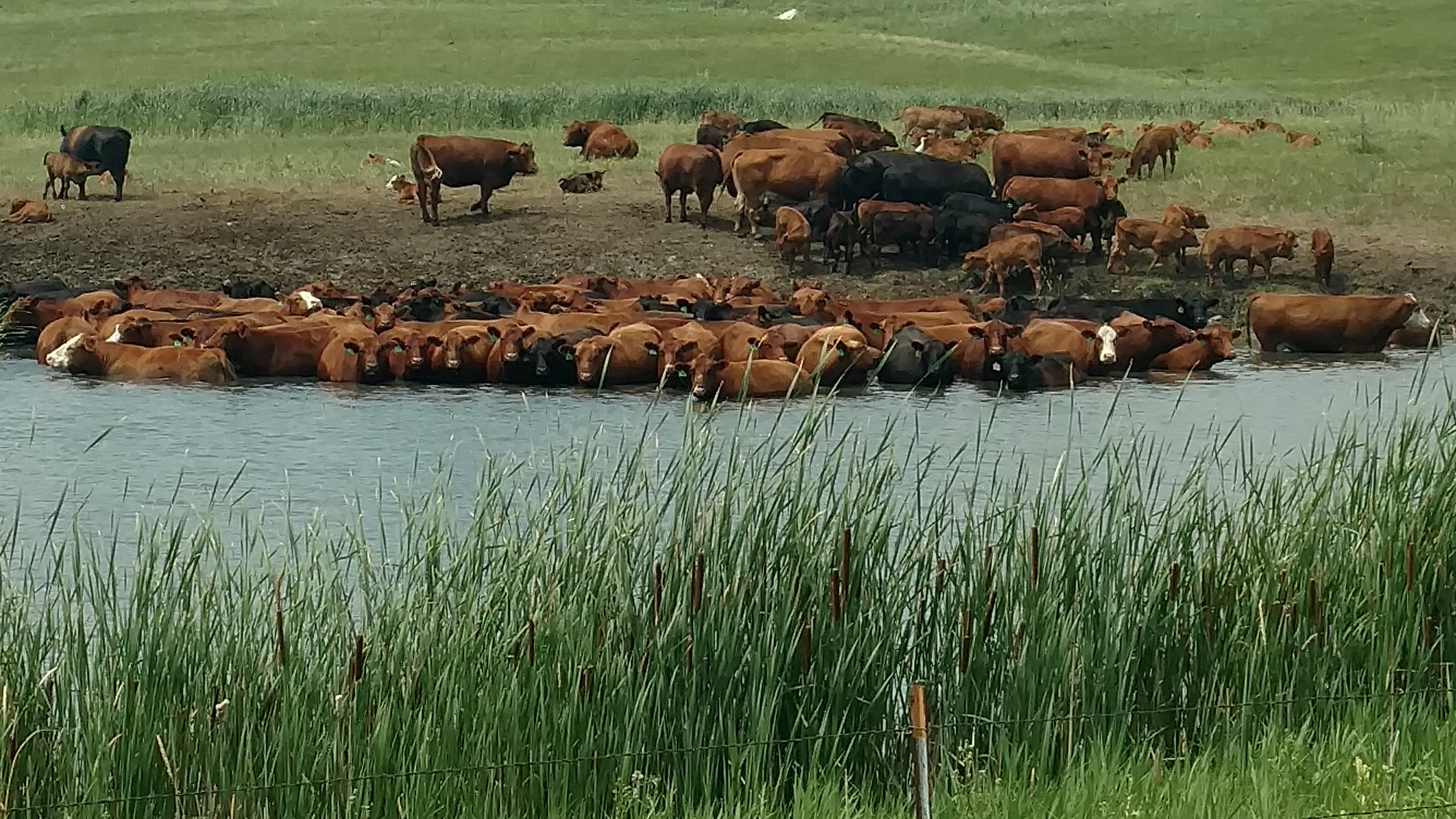 Cattle try to avoid heat stress by standing in a slough. (NDSU photo)