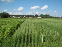 Scientists conduct research on organic production at the Carrington Research Extension Center. (NDSU photo)