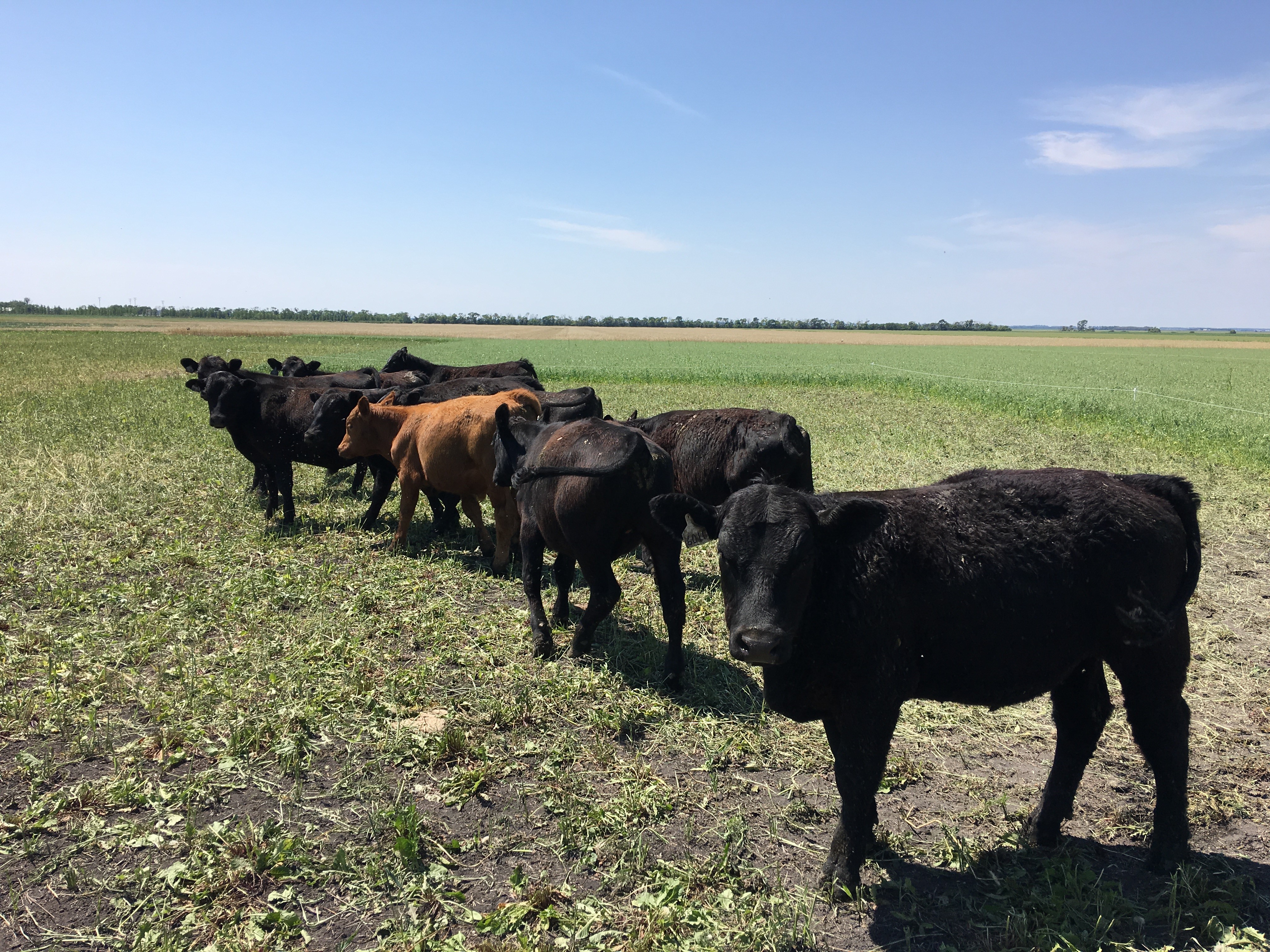Cattle are grazing cover crops. (NDSU photo)