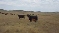 A lack of rain has affected forage production in North Dakota. (NDSU photo)