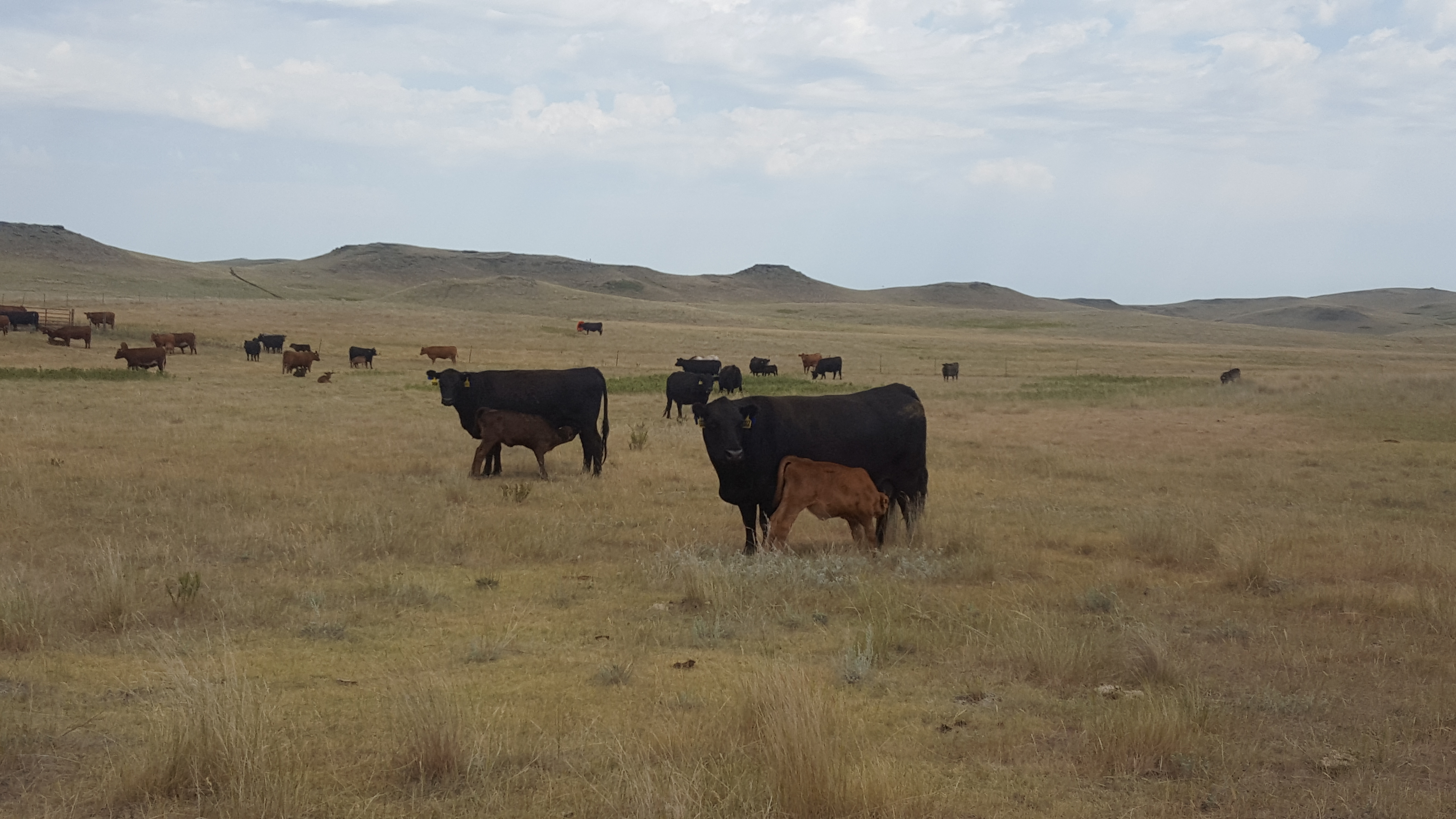 A lack of rain has affected forage production in North Dakota. (NDSU photo)