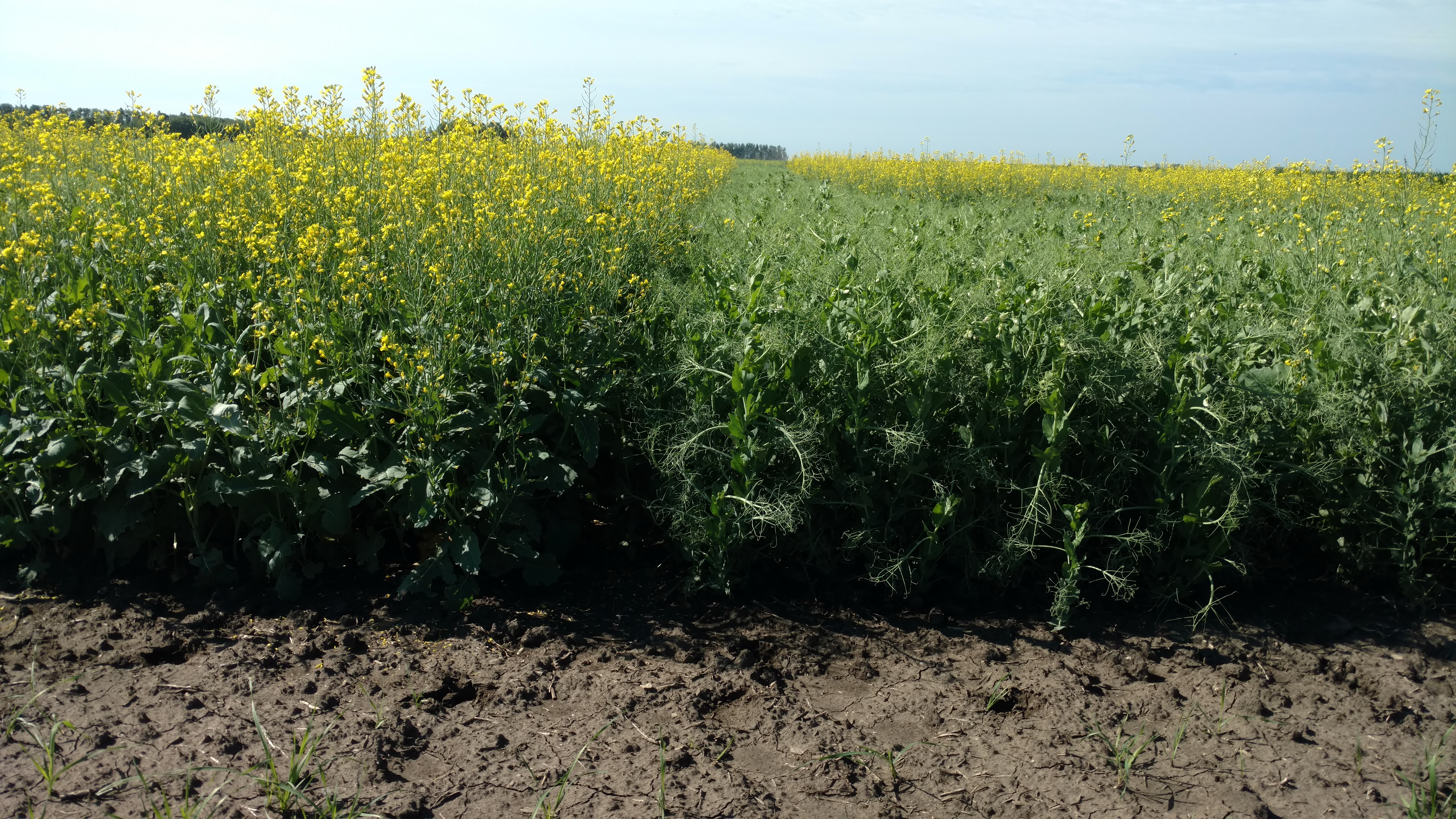 The Carrington Research Extension Center will provide updates on the center’s crop production research during its virtual field day this year. (NDSU photo)