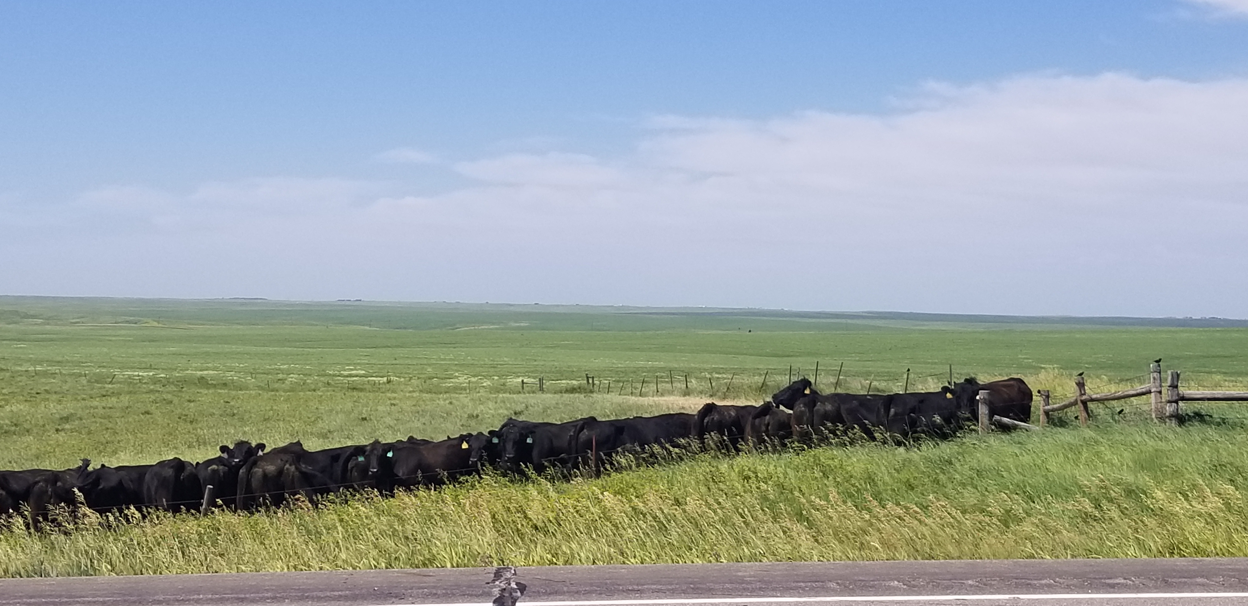 Cattle often stop grazing and bunch up in corners to fight flies. (NDSU photo)