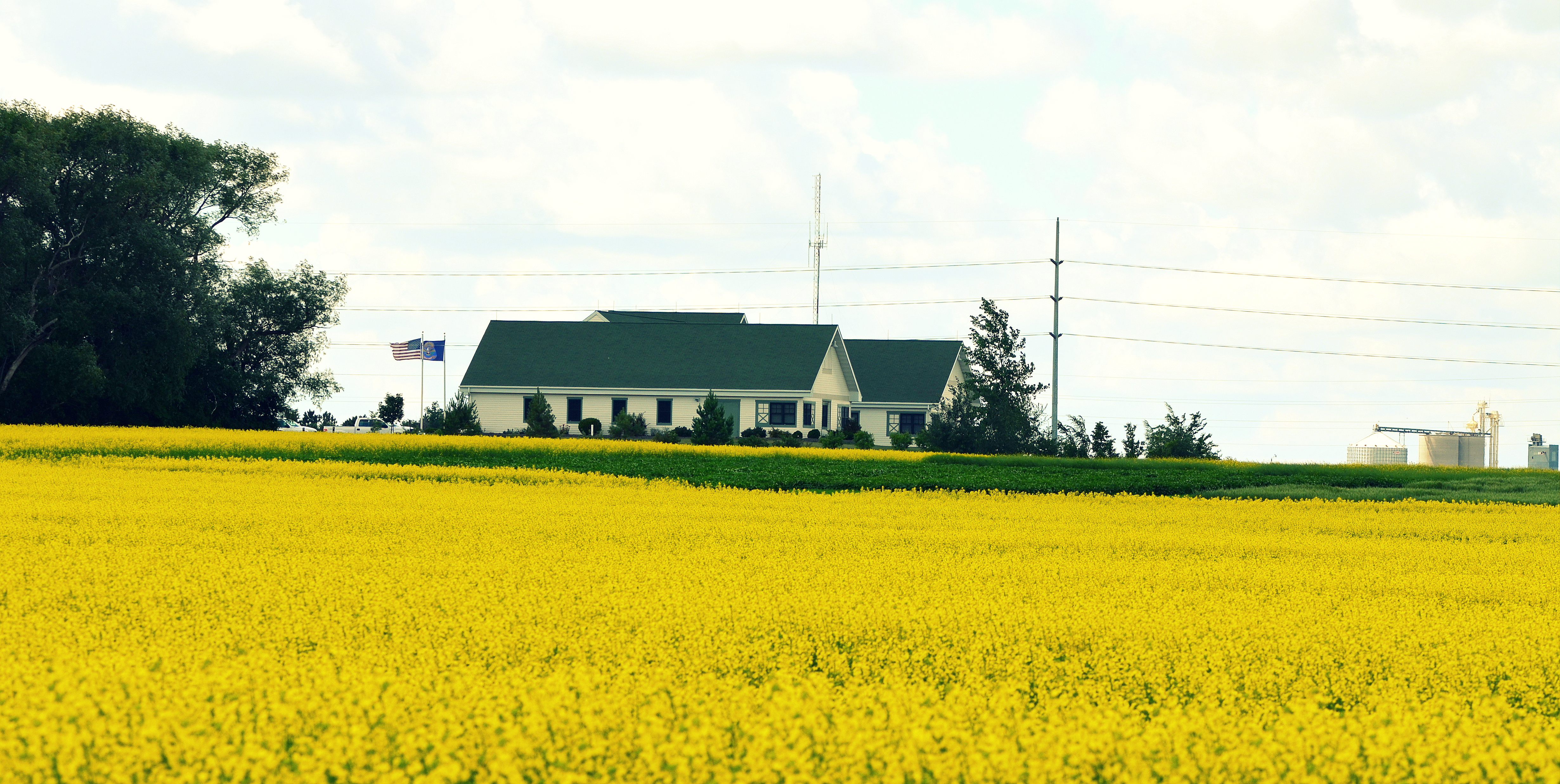 Canola diseases will be one of the topics covered during the Langdon Research Extension Center's field day this year. (NDSU photo)