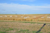 The Williston Research Extension Center's dryland and irrigated field days will be held virtually this year. (NDSU photo)