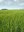 Small-grain varieties and diseases will be among the topics covered in the Agronomy Seed Farm's virtual field day. (NDSU photo)
