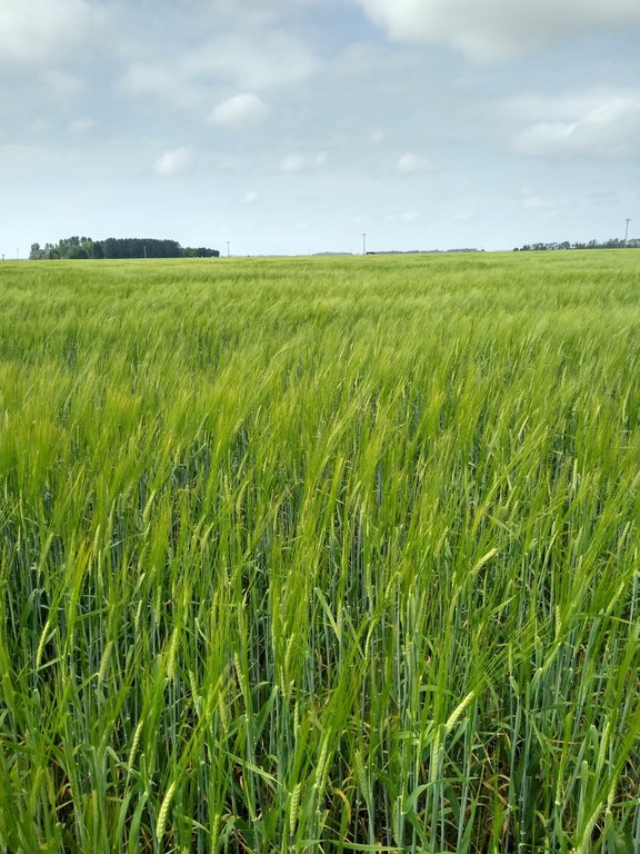 Small-grain varieties and diseases will be among the topics covered in the Agronomy Seed Farm's virtual field day. (NDSU photo)