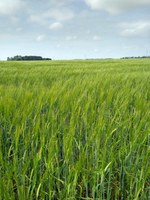 Small-grain varieties and diseases will be among the topics covered in the Agronomy Seed Farm's virtual field day. (NDSU photo)