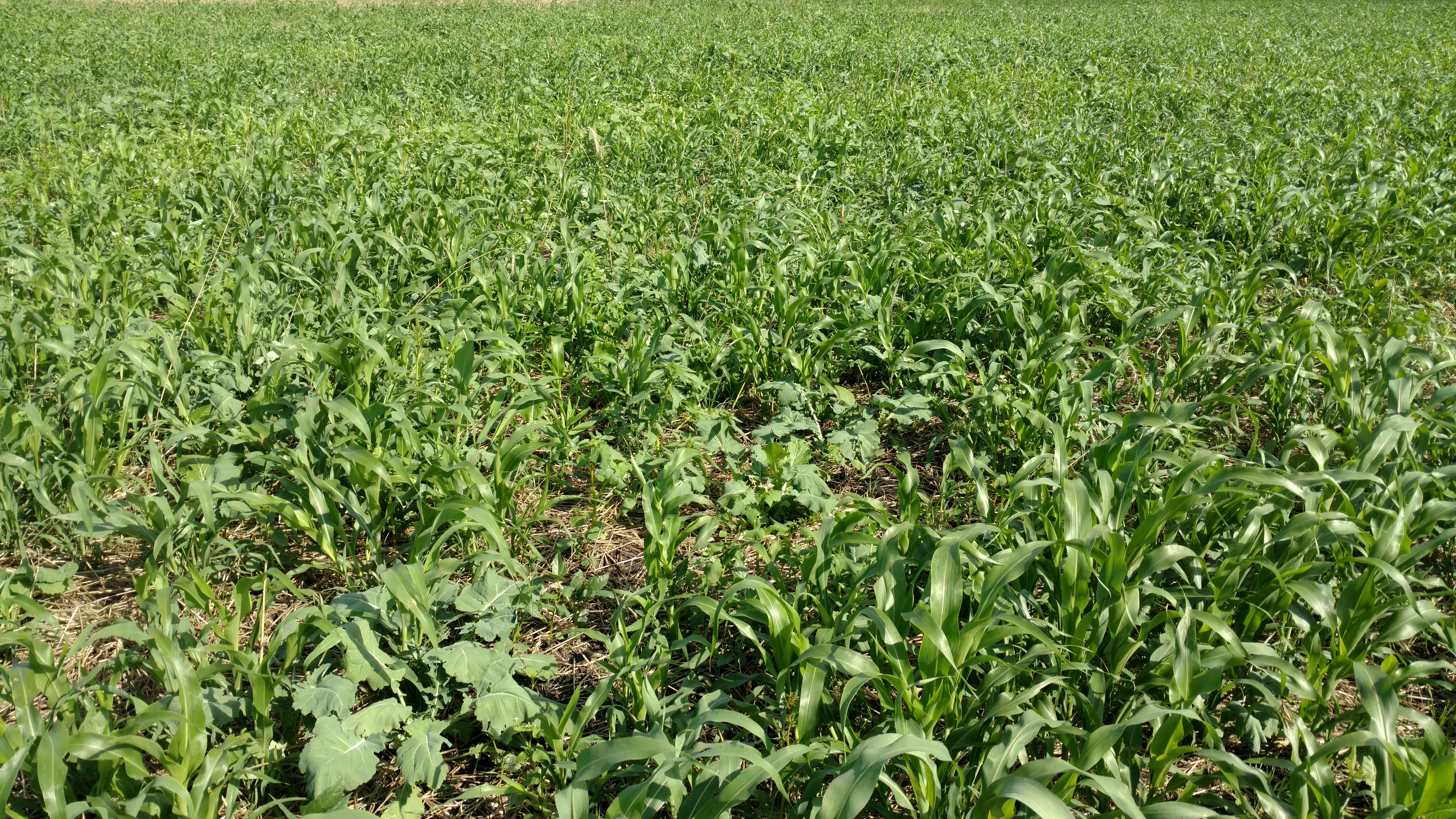 Planting a cover crop can enhance soil health and create feed for late-season grazing or hay and haylage production. (NDSU photo)