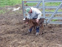 The key to treating a calf with scours is to identify the problem and treat the animal early. (NDSU photo)