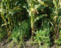 Cover crops are intercropped into standing corn at the NDSU Carrington Research Extension Center. (NDSU photo)