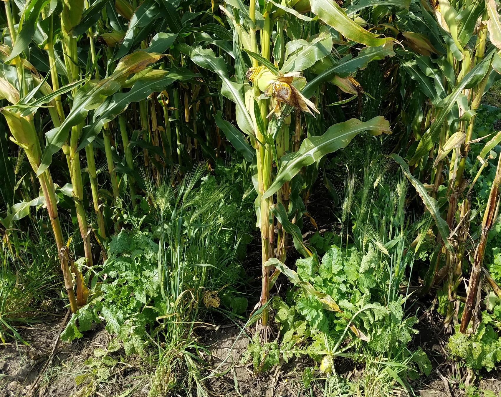 Cover crops are intercropped into standing corn at the NDSU Carrington Research Extension Center. (NDSU photo)