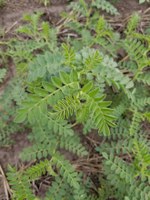 ND Crown Kabuli Chickpea (NDSU photo)