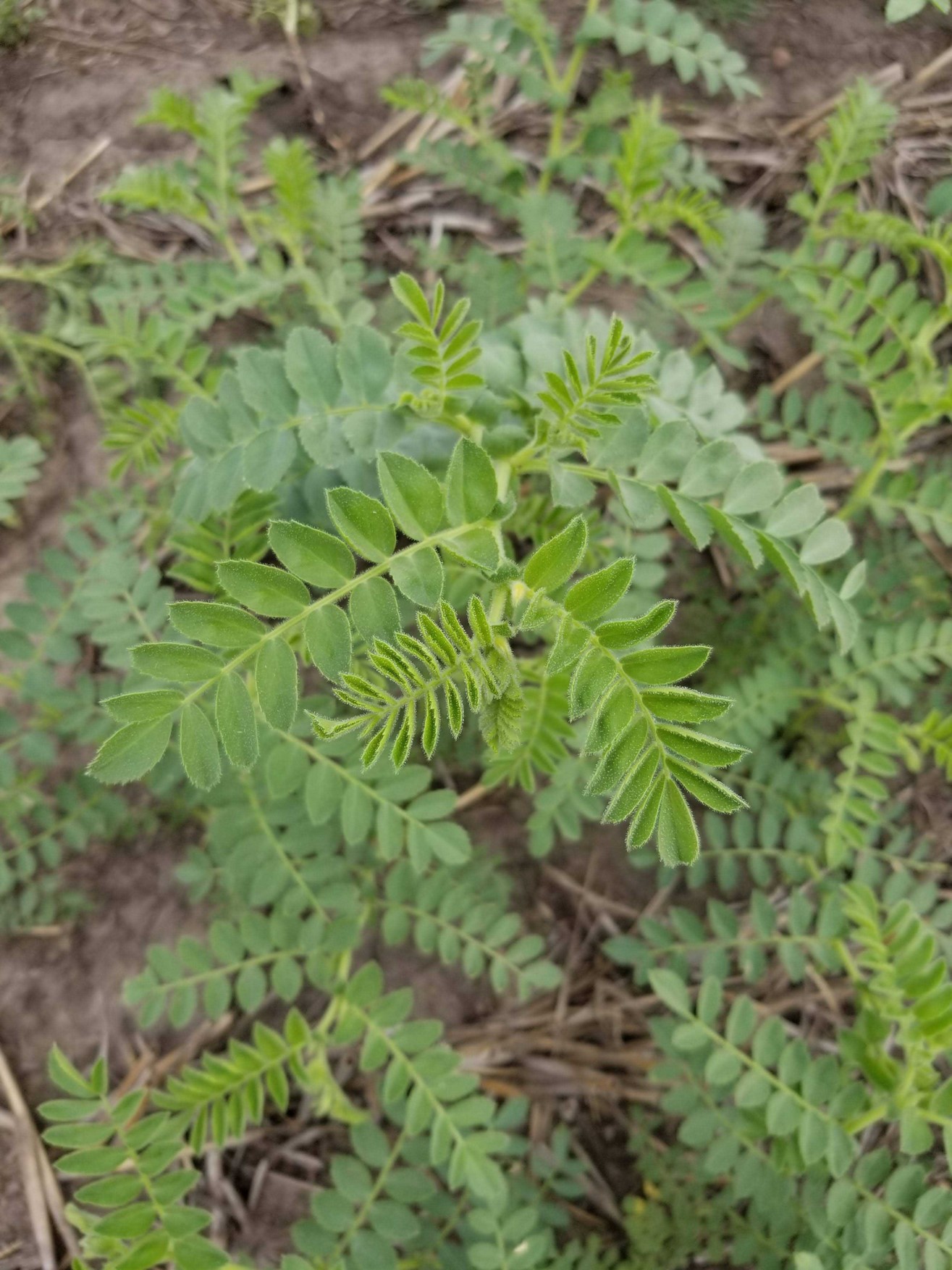 ND Crown Kabuli Chickpea (NDSU photo)