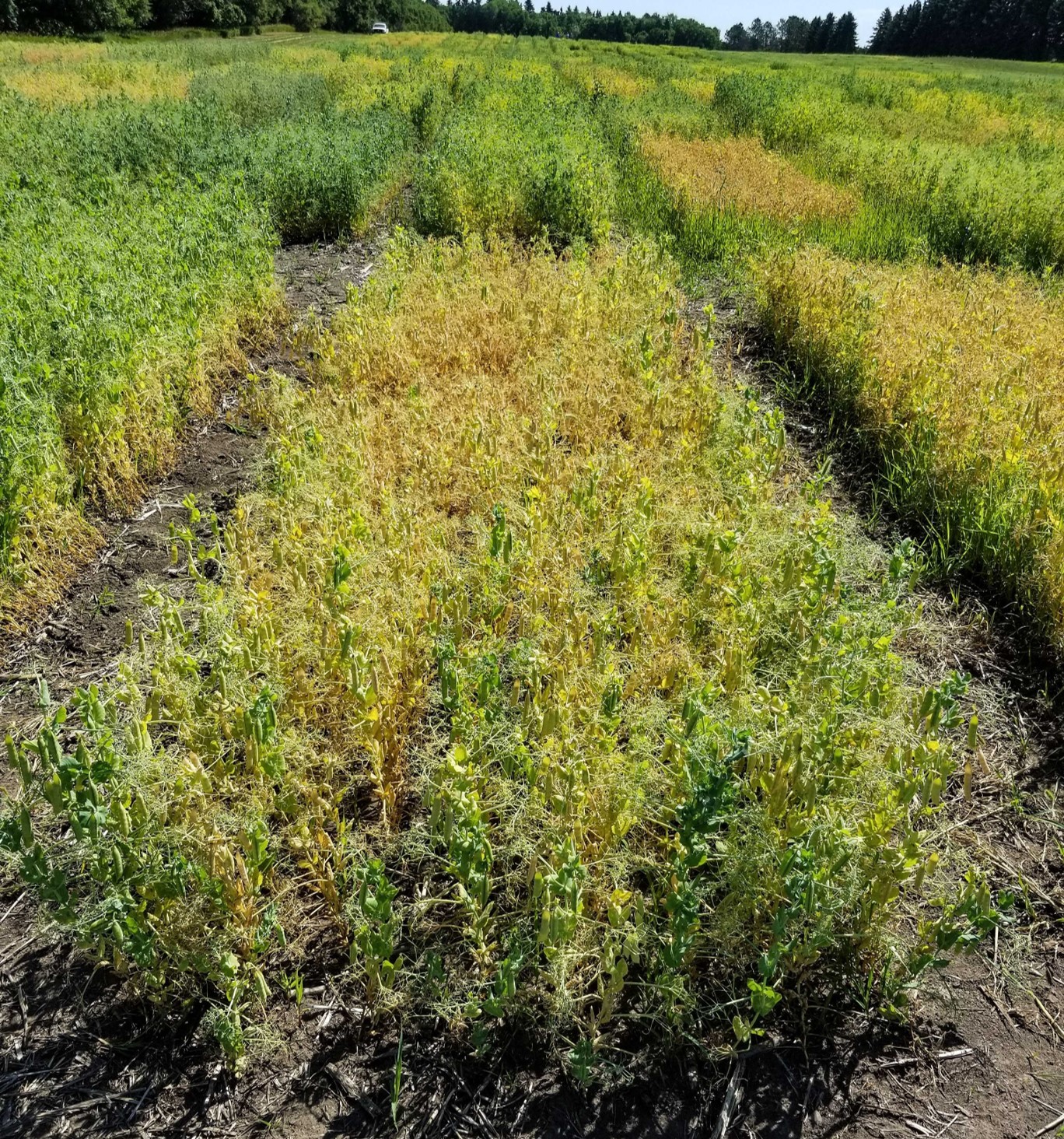 ND Dawn Yellow Pea (NDSU photo)