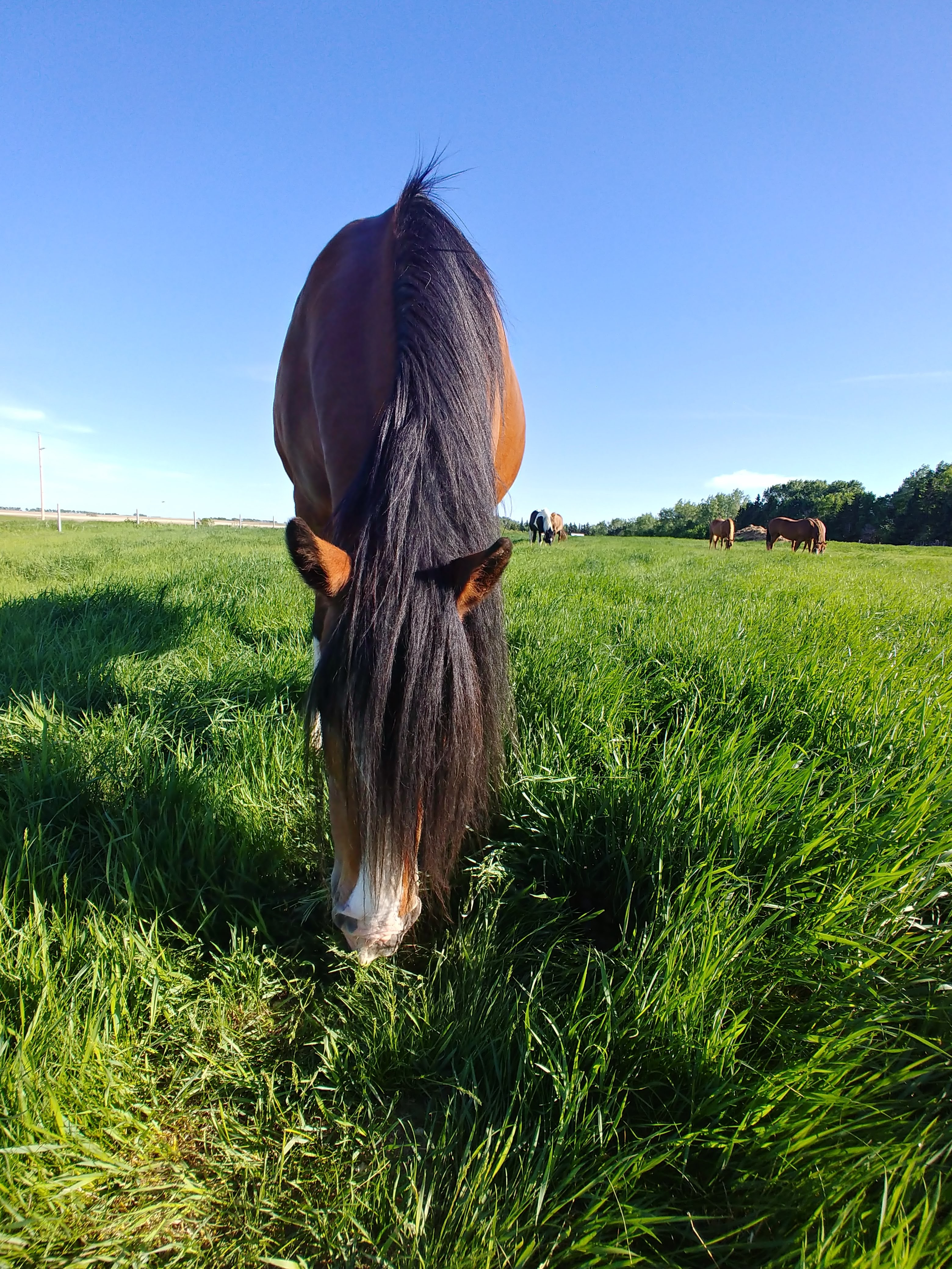 Parasite management is important to maintain ideal horse health throughout the year. (NDSU photo)