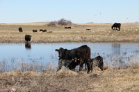 Providing good-quality water can improve herd health. (NDSU photo)