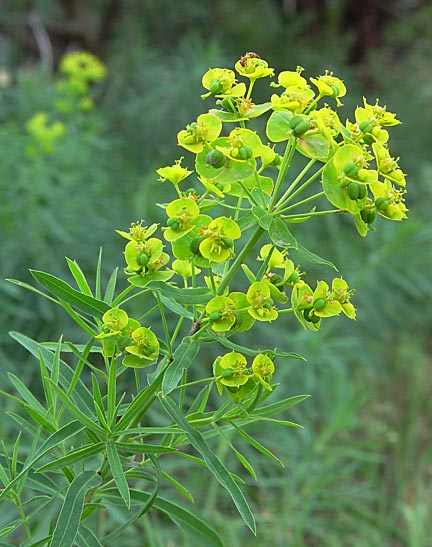Leafy spurge is the most recognized noxious weed in North Dakota. (NDSU photo)
