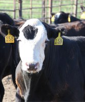 Producers who have experienced a 5% or greater loss due to COVID-19 are eligible for the CFAP. (NDSU photo)