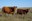 Current issues in the cattle and beef industries will be the focus of the “Intersection of the Cattle and Beef Industries” webinar series. (NDSU photo)