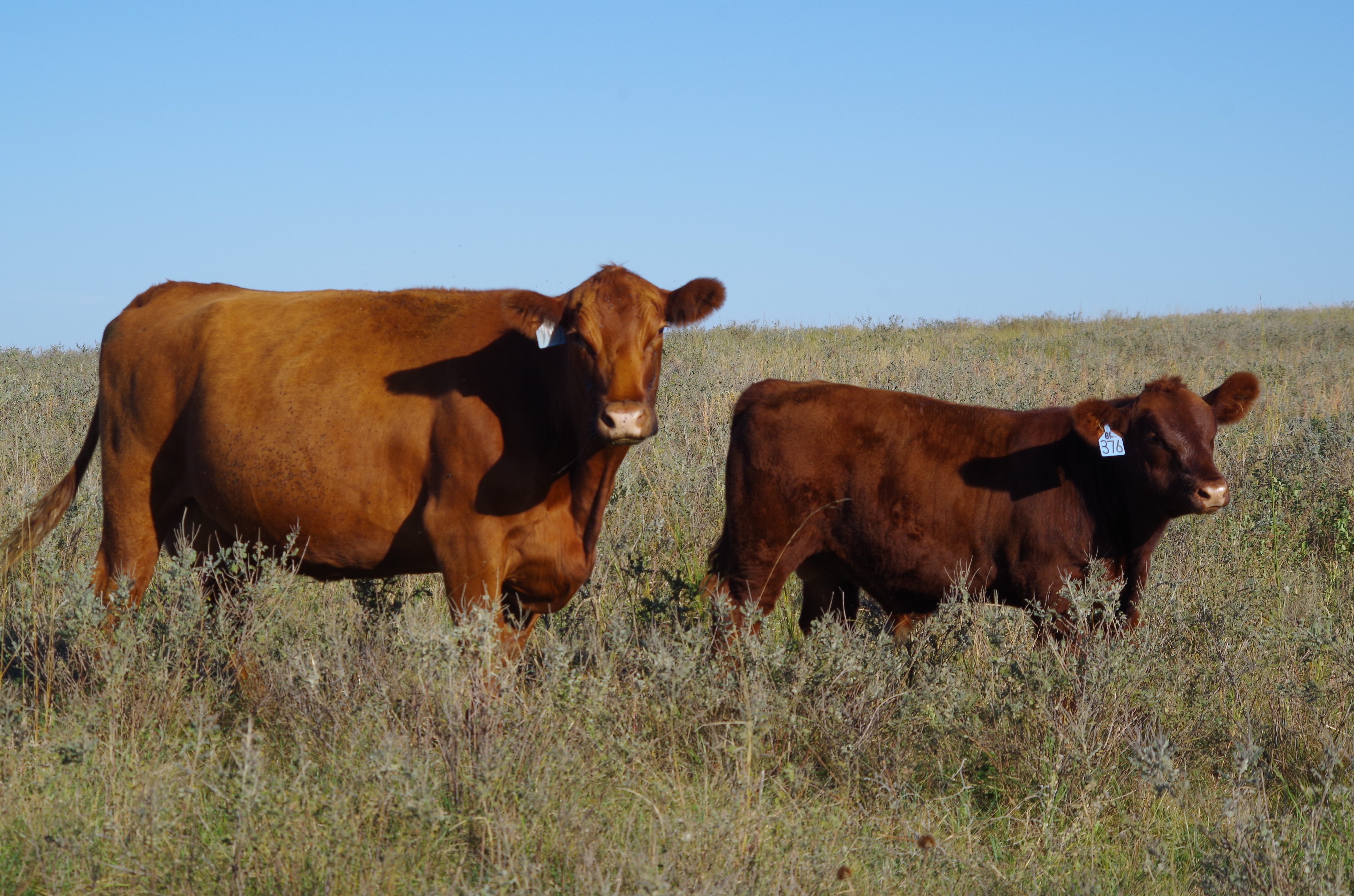 Current issues in the cattle and beef industries will be the focus of the “Intersection of the Cattle and Beef Industries” webinar series. (NDSU photo)
