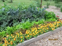 Consider planting an extra row or two of vegetable crops in your garden for donation to local food pantries. (NDSU photo)