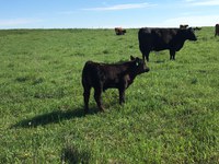 Now is a good time to evaluate vaccination and herd health management protocols and adjust them if necessary. (NDSU photo)