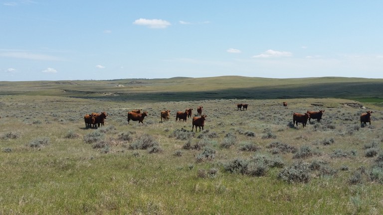 In North Dakota, April-June precipitation is a good predictor of annual forage production in mixed-grass prairies. (NDSU photo)