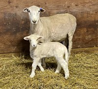Sheep, lamb and wool industry updates will be among the topics covered during the joint North Dakota/Minnesota sheep convention. (NDSU photo)