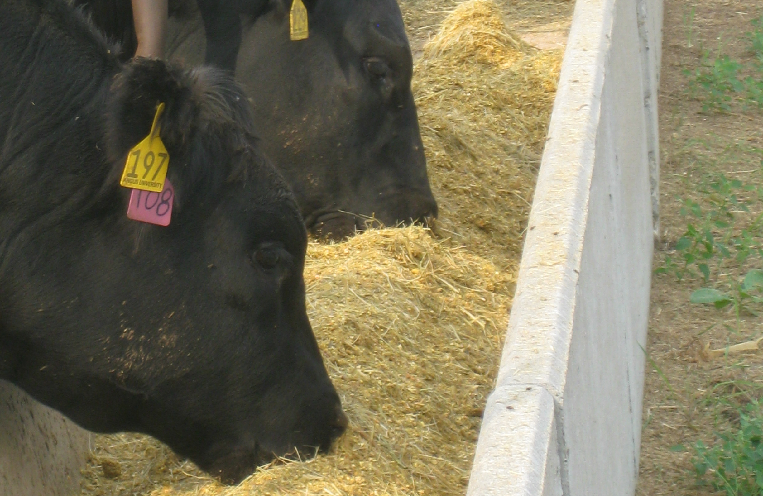 Program speakers will provide tax updates on topics such as drought forced livestock sales and deferred crop sales.