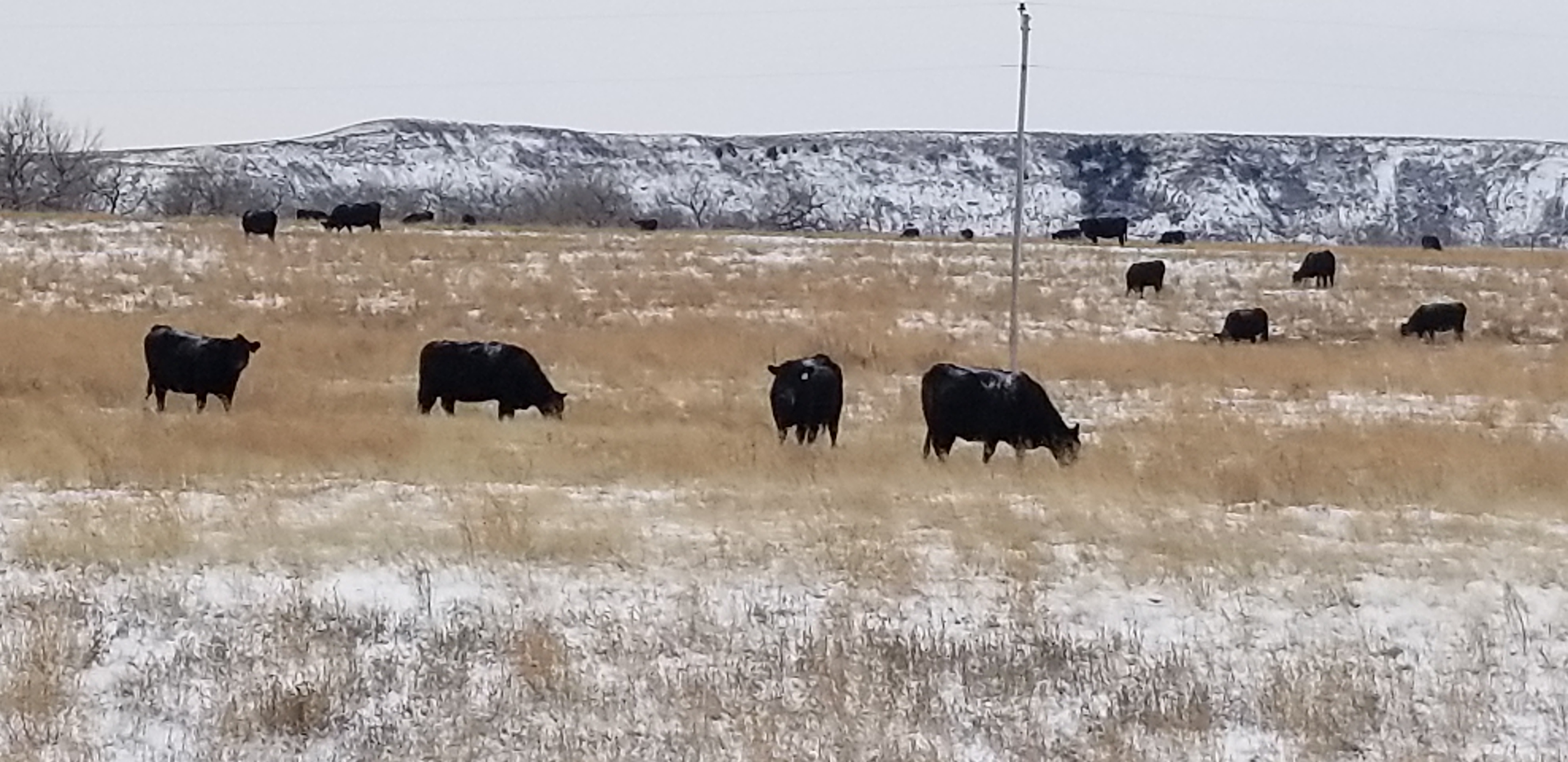 Calving season is a few months away for some producers, so now is a good time to evaluate cow condition and develop winter feeding programs. (NDSU photo)