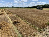 Crop issues will be among the topics covered during this year's Central Dakota Ag Day program, (NDSU photo)