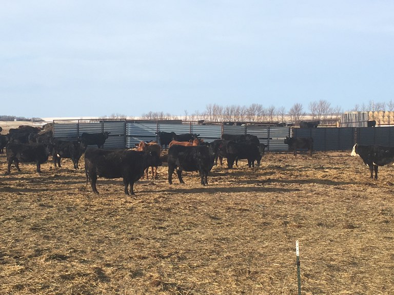 Now is the time to make plans for the 2021 grazing season, (NDSU photo)