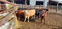 Backgrounding provides time for calves to get through the stress of weaning and develop immunity through recently administered vaccines.(NDSU photo)