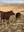 Reproduction is the most important economic trait in a beef cow herd. (NDSU photo)