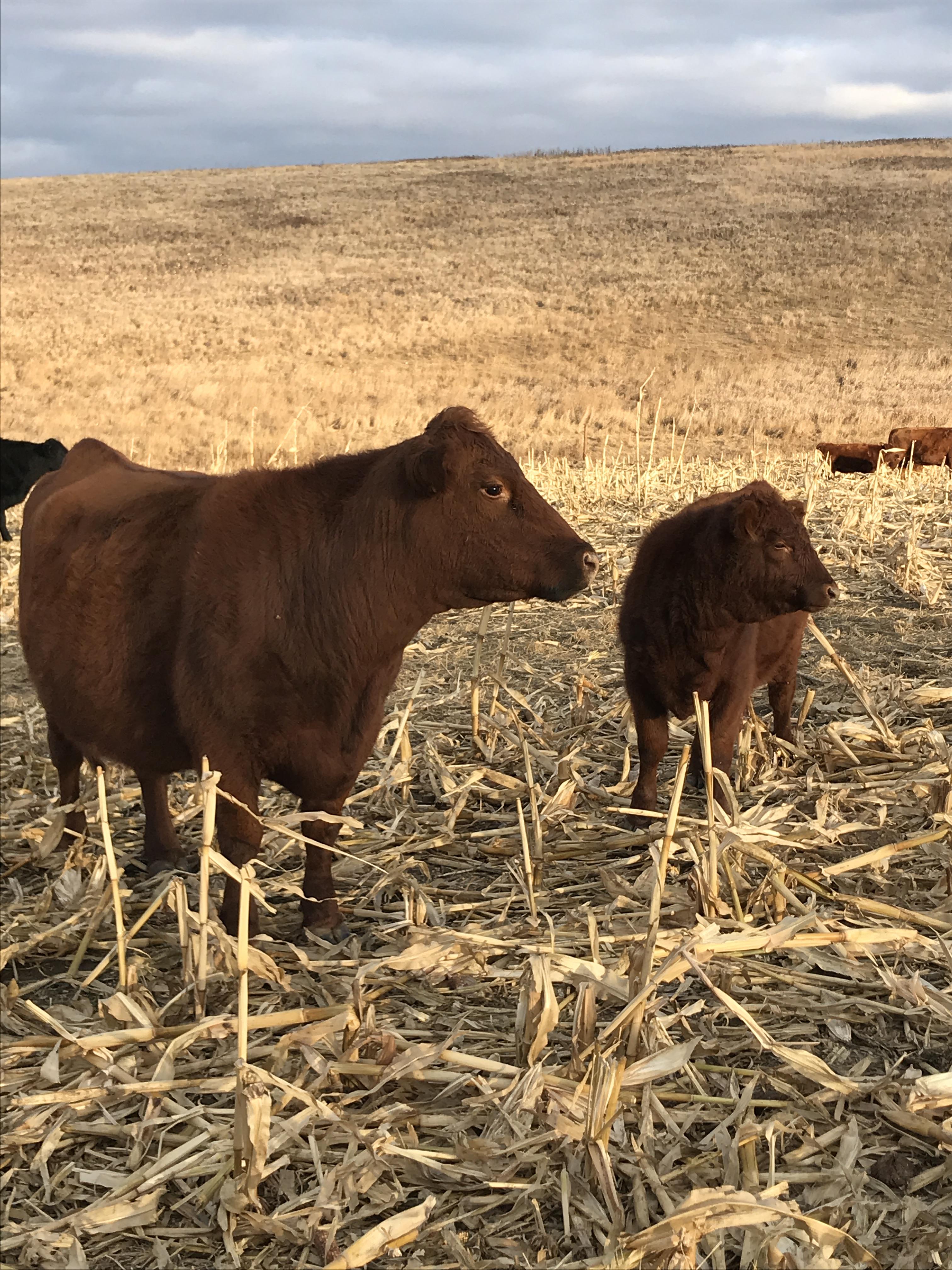 Reproduction is the most important economic trait in a beef cow herd. (NDSU photo)