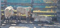 The Dakota Feeder Calf Show and Feedout lets producers see how well their calves grow after weaning. (NDSU photo)