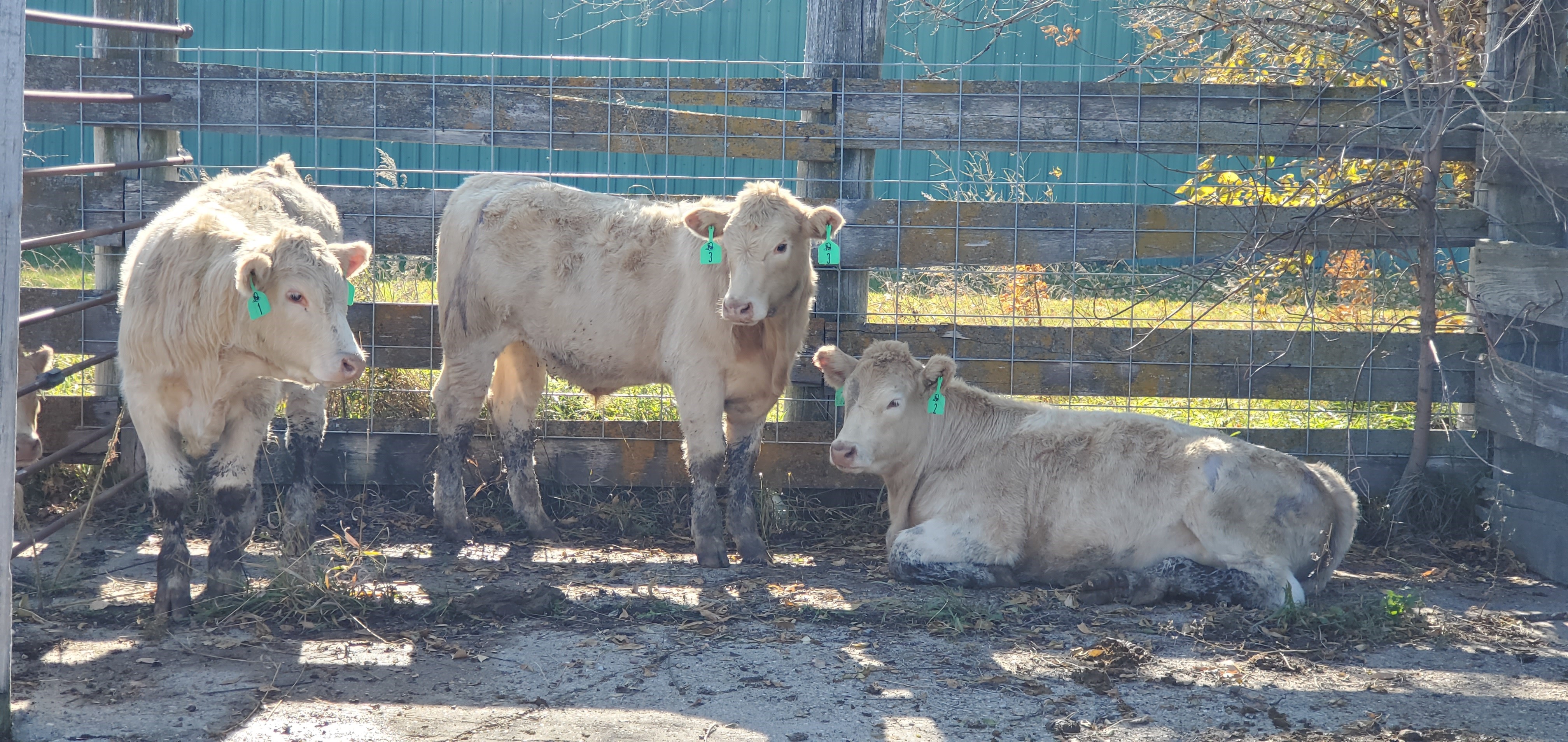 The Dakota Feeder Calf Show and Feedout lets producers see how well their calves grow after weaning. (NDSU photo)