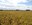 Weather conditions during field drying, after plants are frozen, impact the color of the harvested soybeans. (NDSU photo)