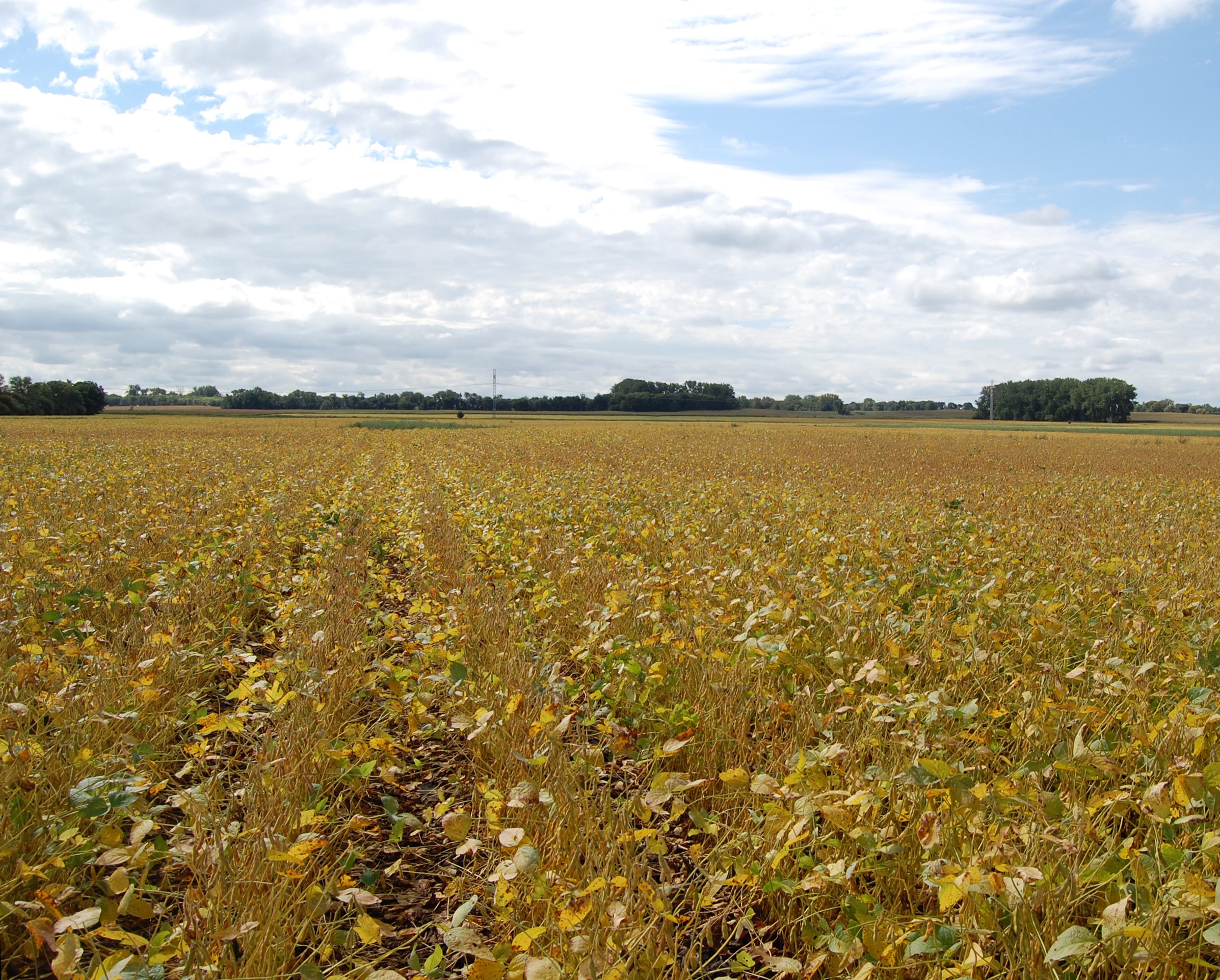 Weather conditions during field drying, after plants are frozen, impact the color of the harvested soybeans. (NDSU photo)